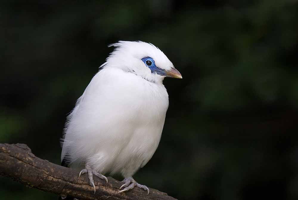 Bali Starlings: Back From the&nbsp;Brink