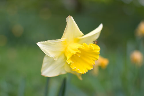 A Host Of Golden&nbsp;Daffodils