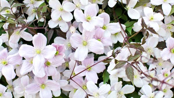 honeysuckle in bloom in Edinburgh