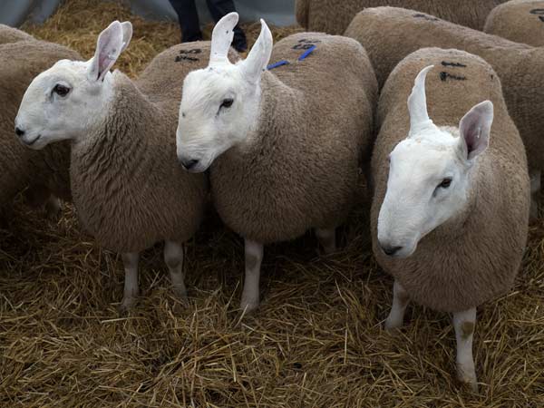 Sheep In the&nbsp;Spotlight