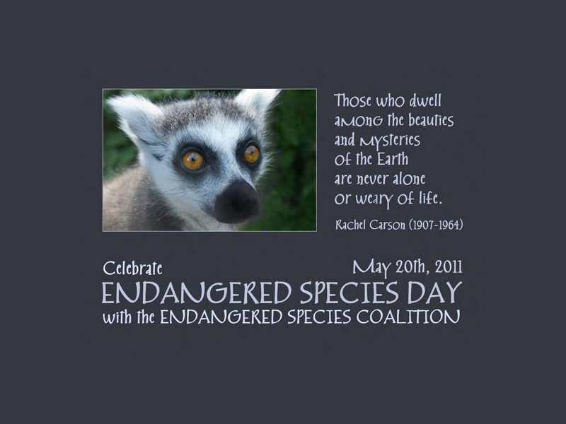 Thoughts On Endangered Species&nbsp;Day