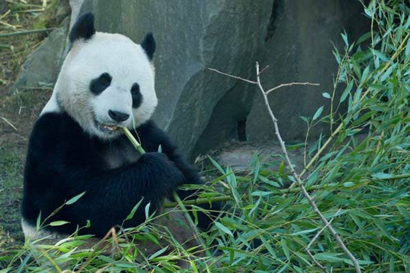 The Giant Panda: Bamboo and Blackened&nbsp;Eyes