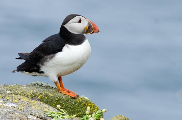 Puffin Power: The ‘Clowns Of The&nbsp;Sea’