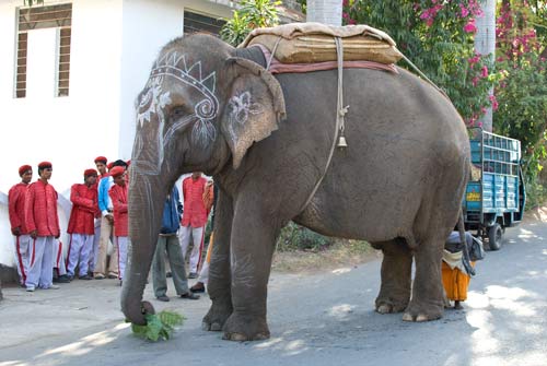 Encountering Elephants